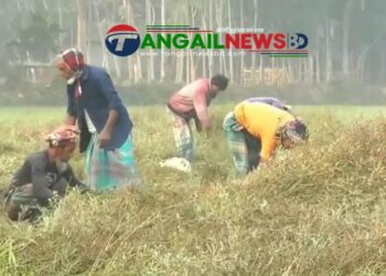 এক জমিতে চার ফসল করে সফল স্বাস্থ্য কর্মী শফিকুল