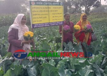 টাঙ্গাইলে রঙিন ফুলকপি চাষে বাজারমূল্যে কৃষকদের সফলতা