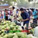 ভূঞাপুরে ১০০ টাকা পিস বিক্রি হচ্ছে ৭০ টাকা কেজির তরমুজ