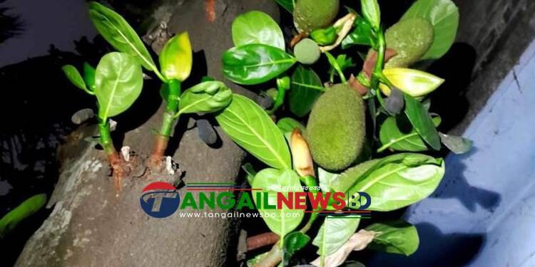 গাছে গাছে কাঁঠালের মুচিতে ছড়াচ্ছে সুভাস