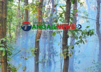 ঘাটাইলে দুর্বৃত্তদের আগুনে পুড়ছে শাল-গজারি বন