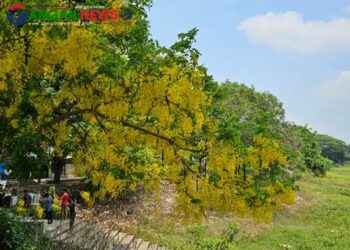 টাঙ্গাইলে প্রকৃতিতে শোভা ছড়াচ্ছে সোনালু ফুল