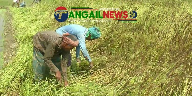 বিশ্বের অন্যতম সুপার ফুড চিয়া ফসল আবাদ শুরু হয়েছে টাঙ্গাইলে