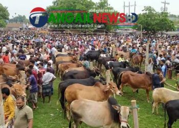 গোপালপুরে শত বছর পুরানো হাটে কোরবানীর পশুতে সয়লাভ