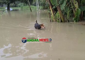 টাঙ্গাইল জেলার বন্যা পরিস্থিতি অপরির্বতিত রয়েছে