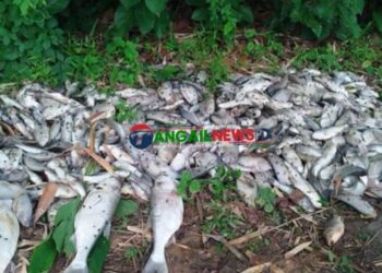 ঘাটাইলে বিষ দিয়ে ৮ লাখ টাকার মাছ নিধন 