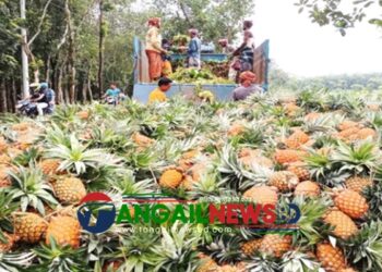 আনারস জিআই সনদ পাওয়ার পর এখন দাবি উঠেছে স্বীকৃতির মান অক্ষুন্ন রাখার