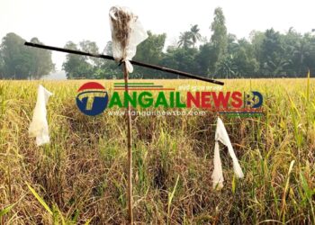 টাঙ্গাইলে ধান খেতে ইঁদুরের আক্রমণে সাবাড় করছে কৃষকের পাকা ধান