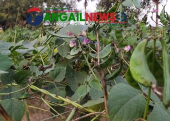 ঘাটাইলে দেউলিয়া হওয়ার পথে হাজারো সবজি চাষি