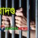 মির্জাপুরে মাদক বিক্রি ও সেবনের অপরাধে ৩ জনের কারাদন্ড