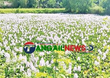 টাঙ্গাইলে বিভিন্ন খাল-বিলে বিলুপ্তির পথে জলাশয়ের সৌন্দর্য কচুরিপানা