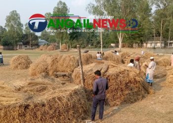 গোপালপুরে অস্থির খড়ের বাজার ॥ লোকসানের আশংকায় খামারীরা