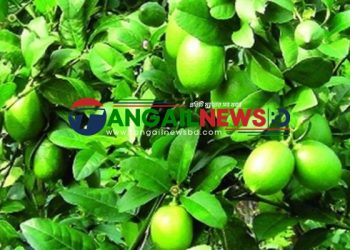 মধুপুরে পাহাড়ি লাল মাটিতে লেবুর বাণিজ্যিক চাষ বাড়ছে