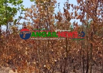 টাঙ্গাইলে বনে থামছে না অগ্নিকাণ্ডের ঘটনা ॥ বনজ সম্পদ ও প্রাণবৈচিত্র্য ক্ষতিগ্রস্ত