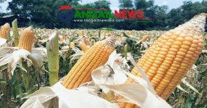 টাঙ্গাইলের চরাঞ্চলজুড়ে ভুট্টার বাম্পার ফলনে খুশি চাষিরা