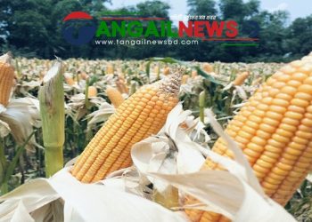 টাঙ্গাইলের চরাঞ্চলজুড়ে ভুট্টার বাম্পার ফলনে খুশি চাষিরা