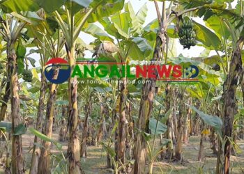 টাঙ্গাইলে যমুনার বিস্তীর্ণ চরে আবাদ হচ্ছে কলা