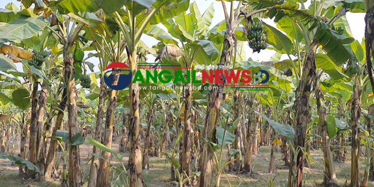 টাঙ্গাইলে যমুনার বিস্তীর্ণ চরে আবাদ হচ্ছে কলা