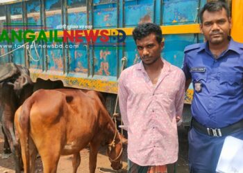 মির্জাপুরে চুরি হওয়া দুই গরুসহ চোর গ্রেপ্তার