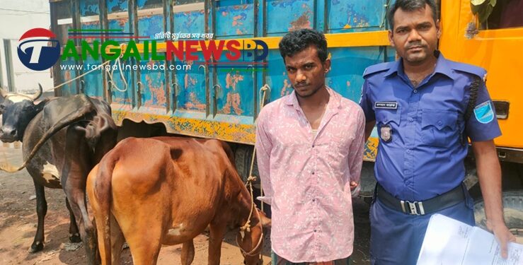 মির্জাপুরে চুরি হওয়া দুই গরুসহ চোর গ্রেপ্তার