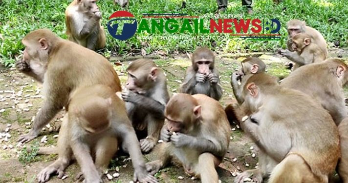 মধুপুরের গভীর জঙ্গলে চলতি খরায় পশুপাখির পানীয় জলের তীব্র সংকট চলছে