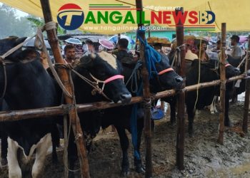 ঘুর্ণিঝড় ও বৃষ্টির প্রভাবে গোবিন্দাসী গরুর হাটে ক্রেতা সংকট