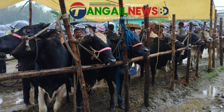 ঘুর্ণিঝড় ও বৃষ্টির প্রভাবে গোবিন্দাসী গরুর হাটে ক্রেতা সংকট