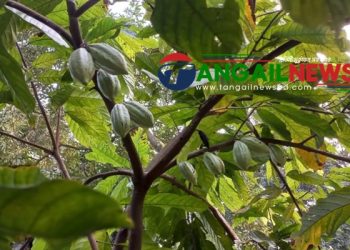 ধনবাড়ীতে আবাদ হচ্ছে কোকোর চাষ ॥ বানিজ্যিক সম্ভাবনার আশা