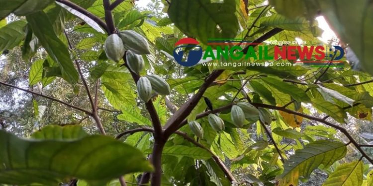 ধনবাড়ীতে আবাদ হচ্ছে কোকোর চাষ ॥ বানিজ্যিক সম্ভাবনার আশা