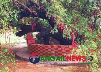 ঘাটাইলে গুপ্তবৃন্দাবনে তমাল গাছের ডালে ডালে লাল সুতার মানত