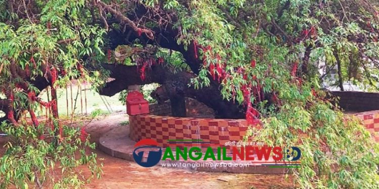 ঘাটাইলে গুপ্তবৃন্দাবনে তমাল গাছের ডালে ডালে লাল সুতার মানত