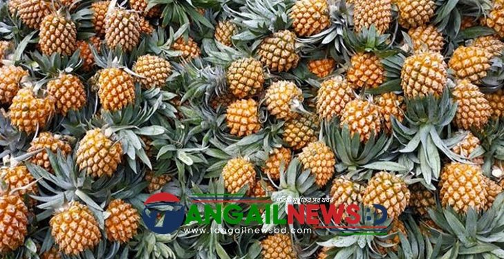 মধুপুরের জিআই পণ্য আনারসের অর্থনৈতিক সম্ভাবনা প্রচুর