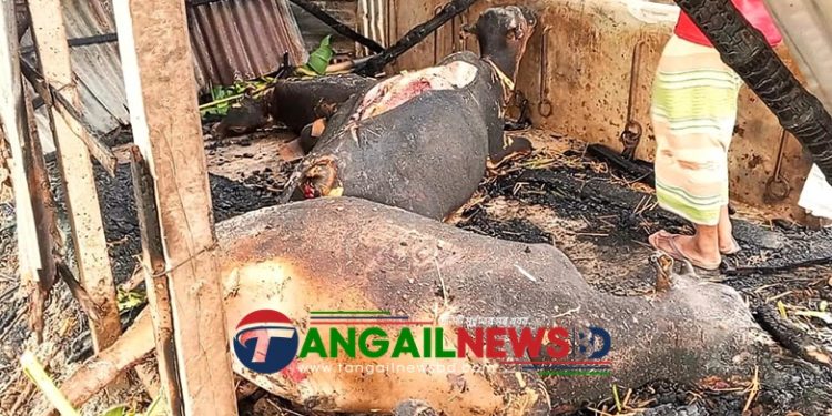 গোপালপুরে কয়েলের আগুনে গোয়ালঘর পুড়ে ৩ গরু ছাই