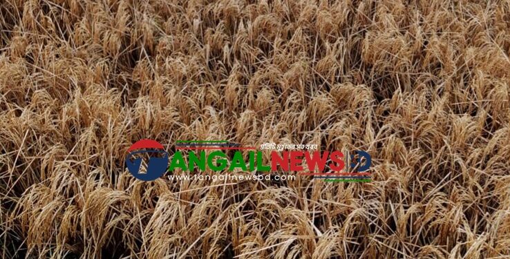 গোপালপুরে জমির আধা পাকা বোরো ধান বিষ দিয়ে পোড়ানোর অভিযোগে মামলা
