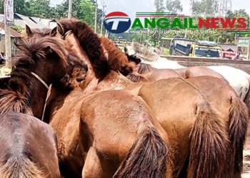 মধুপুর বনে ঘোড়া জবাই করে গরুর মাংস হিসেবে বিক্রি!