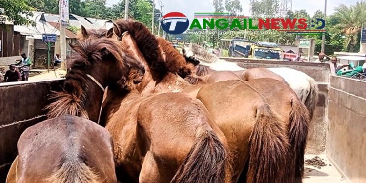 মধুপুর বনে ঘোড়া জবাই করে গরুর মাংস হিসেবে বিক্রি!