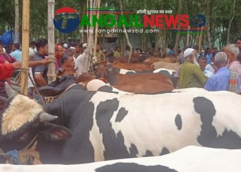 টাঙ্গাইলে অজানা শঙ্কায় কমছে কোরবানি ॥ পুলিশের কড়া নজরদারি