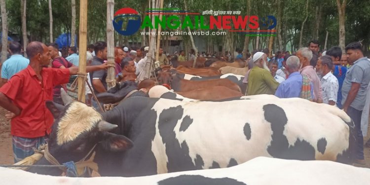 টাঙ্গাইলে অজানা শঙ্কায় কমছে কোরবানি ॥ পুলিশের কড়া নজরদারি