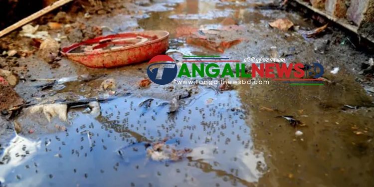 টাঙ্গাইল শহরে ডেঙ্গু মশার আক্রমনে অতিষ্ঠ জনজীবন