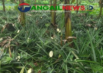 মধুপুরে কৃষকের ৫ হাজার আনারস কেটে ফেলার অভিযোগ