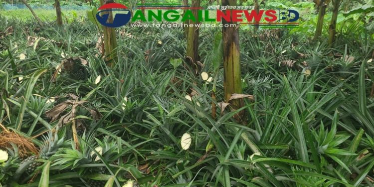 মধুপুরে কৃষকের ৫ হাজার আনারস কেটে ফেলার অভিযোগ