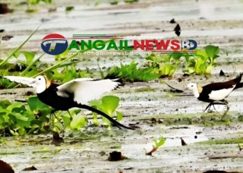 বিরল প্রজাতির জলময়ূরে মুখরিত ধলাপাড়ায় রানাদহ বিল