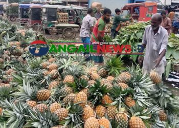 মধুপুর গড়ে আনারসে ৭৬০ কোটি টাকার বাণিজ্যের সম্ভাবনা