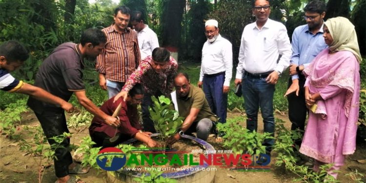 টাঙ্গাইল এলজিইডির বৃক্ষরোপণ কর্মসূচি পালিত