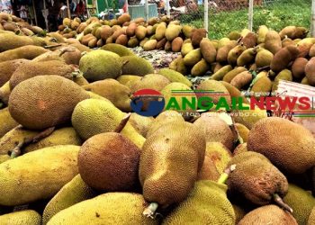 সখীপুরে জাতীয় ফল কাঁঠালের রমরমা বাজার ॥ সপ্তাহে বিক্রি অর্ধ কোটি টাকা