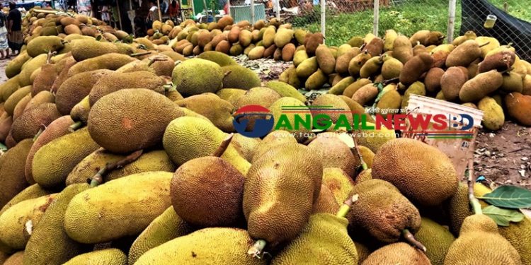 সখীপুরে জাতীয় ফল কাঁঠালের রমরমা বাজার ॥ সপ্তাহে বিক্রি অর্ধ কোটি টাকা