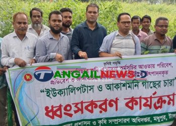 মধুপুরে এক দিনে ৮০ হাজার ইউক্যালিপটাস ও আকাশমনি গাছের চারা নিধন
