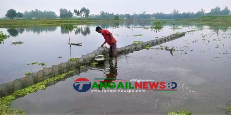 ঘাটাইলে দেশীয় ও ডিমওয়ালা মা-মাছ ধরার ফাঁদ চায়না জালের ছড়াছড়ি