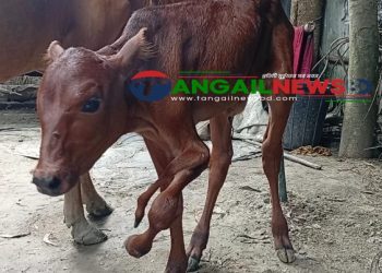 গোপালপুরে পাঁচ পা নিয়ে জন্ম নিল গরুর বাছুর ॥ এলাকাজুড়ে চাঞ্চল্য