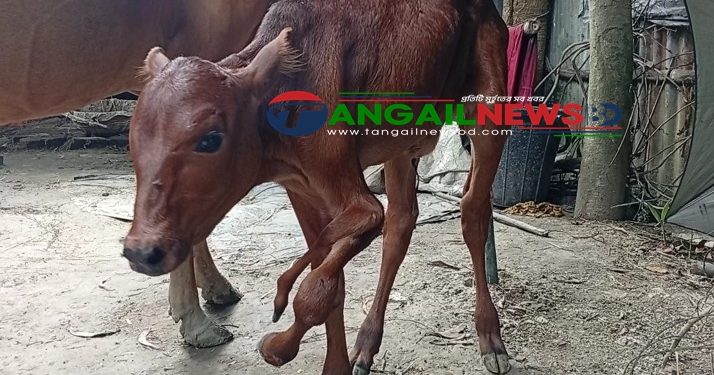 গোপালপুরে পাঁচ পা নিয়ে জন্ম নিল গরুর বাছুর, এলাকাজুড়ে চাঞ্চল্য